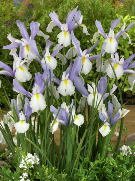 Iris holl. Silvery Beauty1